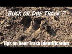 How to ID Deer Tracks