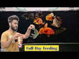 Monster Fish Feeding | Arowana, Peacock, Oscar, Parrot fish| Full day of Feeding