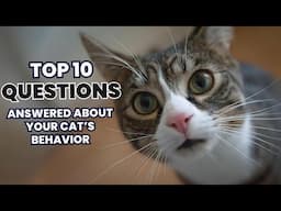 Top 10 Questions Answered About Your Cat’s Behavior