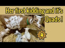 Goat giving birth to quads / Baby goats