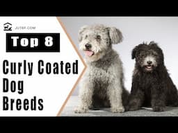 Top 8 Curly Coated Dog Breeds - Curly Haired Dog Breeds