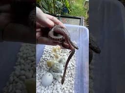 More #pythons have hatched! #paulstingray