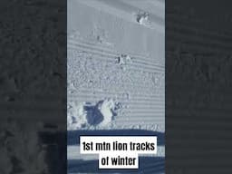 1st Mtn Lion tracks of Winter #running #snowrunning