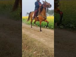 Chaal baz horse