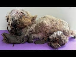 This DOG Was ABANDONED in HORRIBLE CONDITION and he wasn't alone! Their recovery was TOUGH!