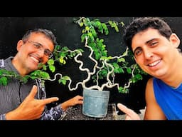 Técnica Arriscada - Alporquia de Base em Bonsai de Pitheco,  Será que vinga!?!