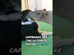 The Capybara | #shorts #animals #capybara