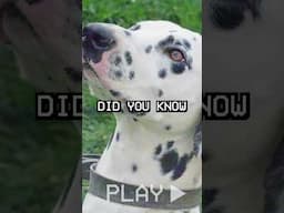 Did You Know This About The Dalmatian?!