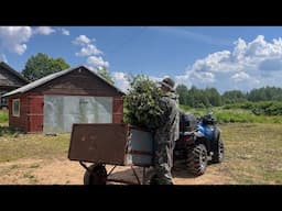 Harvesting wreaths for a bathhouse in a Russian village. A quiet life in the Russian countryside.