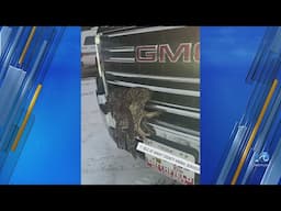 Owl rescued from truck in Isle of Wight County