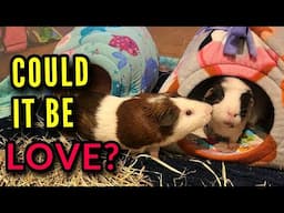 Bonding 2 Rescued Guinea Pigs ❤️