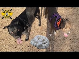 SNAKES VS DOGS who will win? | Rattlesnake Aversion Training