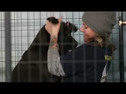 Operation Frozen Sorrows - the rescue of 44 neglected dogs from a KY "rescue."