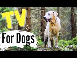 Your Dog Will Go CRAZY for This! Watch Dogs Roam Stunning Forests, Beaches, & Mountains!