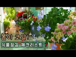 [4K]봄이 오면 늦어요 지금 당장 확인해야 할 식물점검 체크리스트 7가지 🌿입춘 지났는데 우리집 식물은 괜찮을까?/ 노랗게 변한 잎, 해충. 웃자란 줄기 등 꼭 확인하세요!