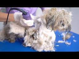 The transformation of matted dogs! 🐶🛁✂️❤️Complete shave down!!