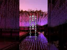 日本三大イルミネ あしかがフラワーパークOne of Japan's three major illuminations of Ashikaga Flower Park イルミネ 足利観光 栃木観光