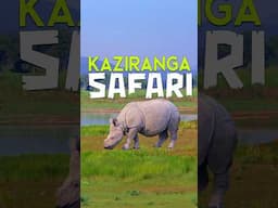 Kaziranga National Park Safari #walkintothewild #wildlife