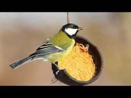 The Ornithorium: How to Make Bird Feeders by Hannah Postlethwaite