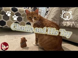 My Cat and His Toy | Funny Cat Video