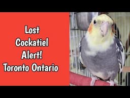 Lost Cockatiel Alert! Help Find My Missing Bird In Toronto, Ontario!