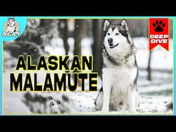 Frosty Paws and Warm Hearts: The Alaskan Malamute Story