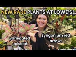 New Rare Plants at Lowe's! Big Box Plant Shopping at Home Depot & Lowe's & Plant Haul -Indoor Plants