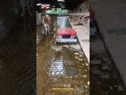 Cowdung Cleaning Robot