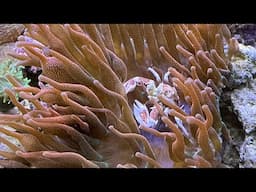 Bubble Tip Anemone And Porcelain Anemone Crab - Symbiotic Relationships - Clownfish And Anemones