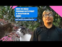 Why do Male Persian Cats Fights & Solutions in Hindi| 2023