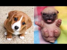 Funniest Animals 2024 😂 Best Funny Cats and Dogs 😻🐶 Part 59 | Cute Baby Dogs