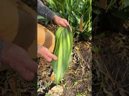 Aspidistra elatior 'Goldfeather' and its illegitimate offspring #gardening #shadeplants