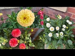 My dahlias are flowering | Dahlias series Ep 3 | Garden Ideas & DIY