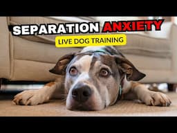 How to Help Your Dog Overcome Separation Anxiety: Live Q&A