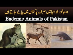 Endemic Animals of Pakistan | Species of wildlife animals which are only found in Pakistan