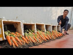 I Grew 10 Pounds of Carrots in 30 Days Using Foam Boxes!