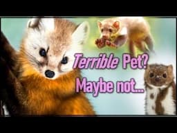 Let's Talk About Martens as Pets (Yes, They are Domesticated)