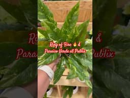 Big Box Store Plant Finds #shorts #shortvideo #houseplants #publix