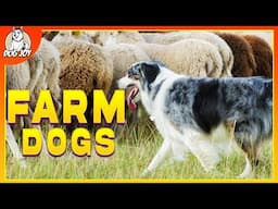 Guardians of the Harvest: Meet the Ultimate Farm Dog Breeds