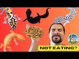 14 Reasons WHY your LEOPARD GECKO is NOT eating!