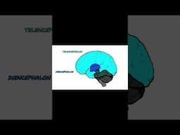 Brain Parts Song #funny #song #health #anatomy #medical #education #mnemonictechniques #animation