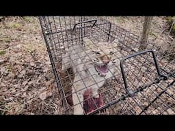 Bobcat Live Trap Release 2023