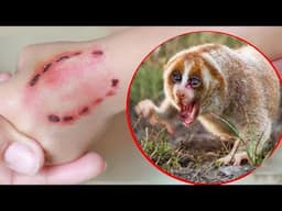 Cute and DEADLY Animals ! Cutest Animals That Can Kill You