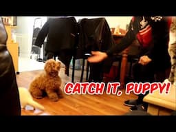 Catch It Puppy! - Just Gin 3: Cutest Dog Ever! VOL. 48