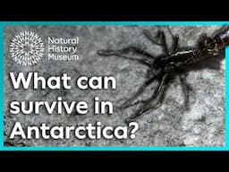 What can survive in Antarctica? | Surprising Science