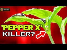 Chilli Pepper Seeds Sprouting | New HOTTEST Chilli? 🌱 2025.e02