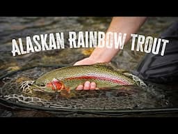 A Lazy Evening Fly Fishing for Rainbow Trout in Alaska