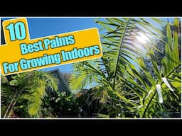 Top 10 Best Palm Trees To Grow Indoors