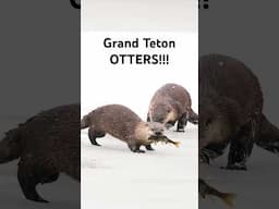 River Otters in Grand Teton! #wildlife #nature #otter #winter #travel #ytshortsvideo #shorts #yt