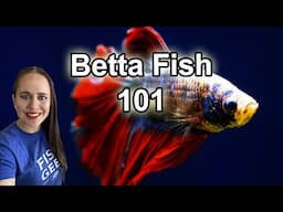 Don't buy a Betta Fish before you watch this!